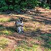 Dieses junge Berberaffenmännchen büchste aus dem Tier- und Freizeitpark Tatzmania aus und schlenderte fast drei Wochen lang durch den ...