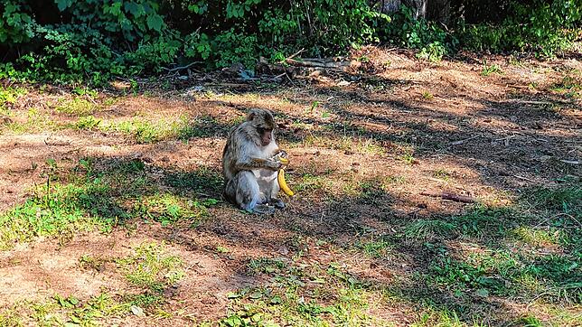 Dieses junge Berberaffenmännchen büchste aus dem Tier- und Freizeitpark Tatzmania aus und schlenderte fast drei Wochen lang durch den ...
