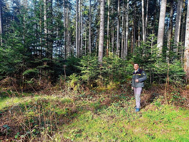 Darauf ist Förster Roland Brauner stolz. Unter den hohen Tannenbäumen im Germanswald wächst ein reichhaltiger junger Wald nach. Er ...