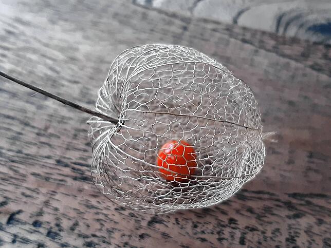 Filigrane Herbstwindarbeit an der Frucht einer Lampionblume, im Garten entdeckt.