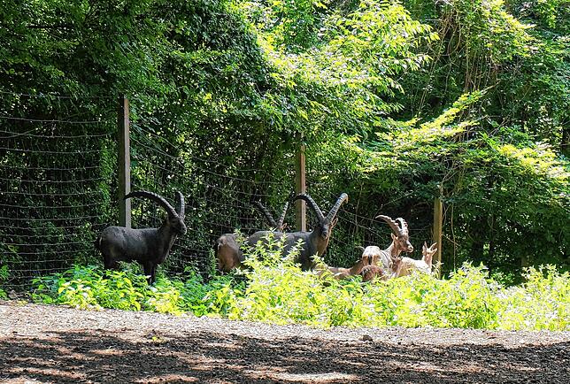 Bild 16: Alle Bilder: 50 Jahre Wildgehege Waldshut &ndash; Teil Eins