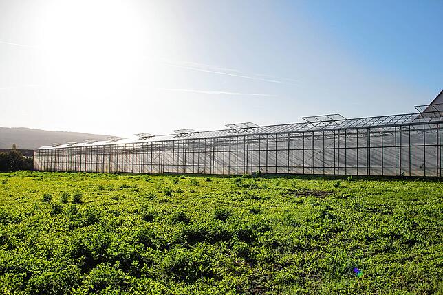 Südlichstes Gemüse-Anbaugebiet Deutschlands: 95 Prozent der Produktion auf der Gemüseinsel Reichenau findet in Gewächshäusern statt. Ein ...