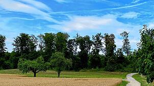 Auf der Fläche am Waldrand (rechts vom Weg befindet sich der Camping- und Ferienpark Orsingen) soll der Naturkindergarten entstehen. Das ...