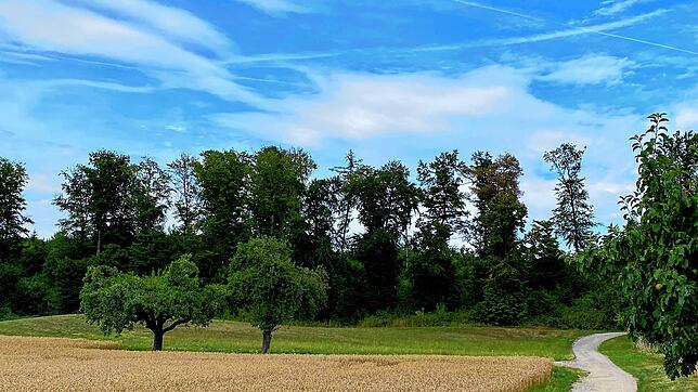 Auf der Fläche am Waldrand (rechts vom Weg befindet sich der Camping- und Ferienpark Orsingen) soll der Naturkindergarten entstehen. Das ...