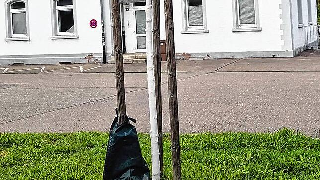 Vor dem Lauchringer Bahnhof hängt ein Bewässerungssack an einem Stützpfahl neben einem noch jungen Baum.