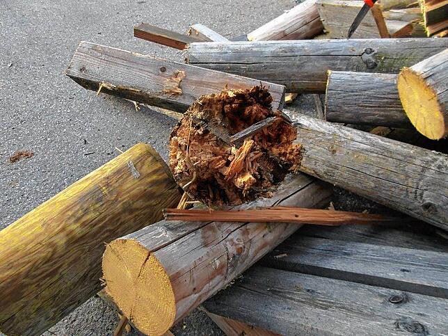 Vom alten Turm ist nicht mehr viel übrig. Die Pilze haben ganze Arbeit geleistet.