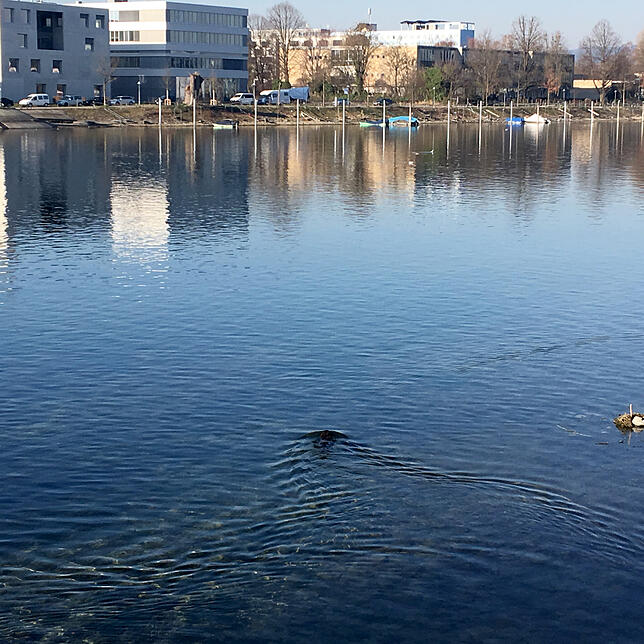 Bild 2: Gestatten: Das ist Emilio, der Stadt-Biber. Wohnort: Schänzlebrücke. Status: Er lebt gefährlich hier in Konstanz...