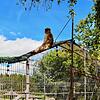 Unternehmunglustig scheint der Berberaffe. Im Juli des vergangenen Jahres saß er im Freizeitpark Tatzmania auf dem Zaun des ...