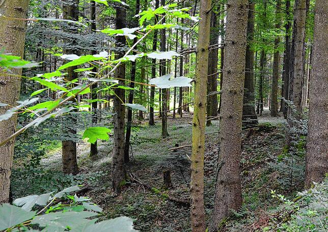 Auch das Landratsamt bittet Hundehalter, ihre Hunde im Wald an die Leine zu nehmen. Nicht ohne Grund: Hunde nehmen im Wald häufig die ...