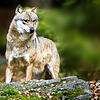 Der Wolf, der im November in Grafenhausen unterwegs war, stammt aus dem Schneverdinger Rudel aus Niedersaschen.