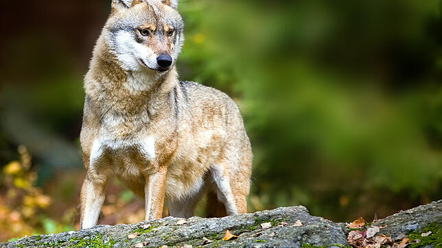 Der Wolf, der im November in Grafenhausen unterwegs war, stammt aus dem Schneverdinger Rudel aus Niedersaschen.
