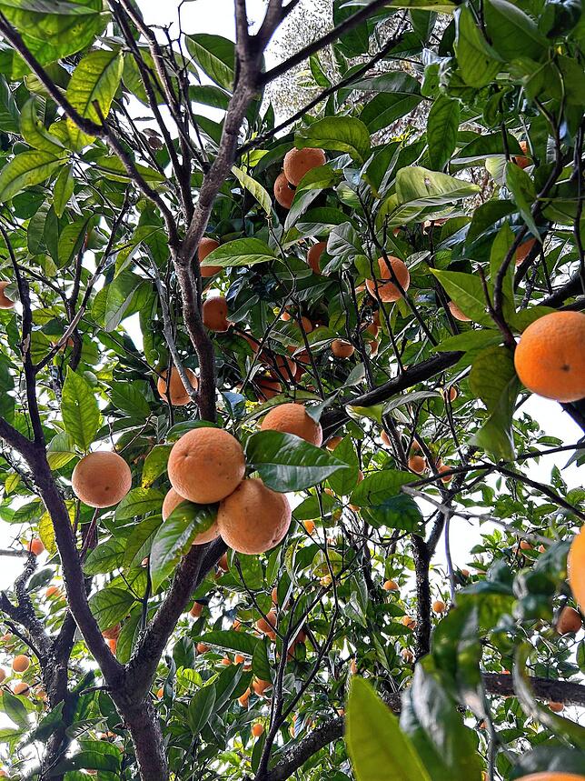 Reife Orangen überall: Birgit Reuner ist begeistert von der Vegetation in Portugal.