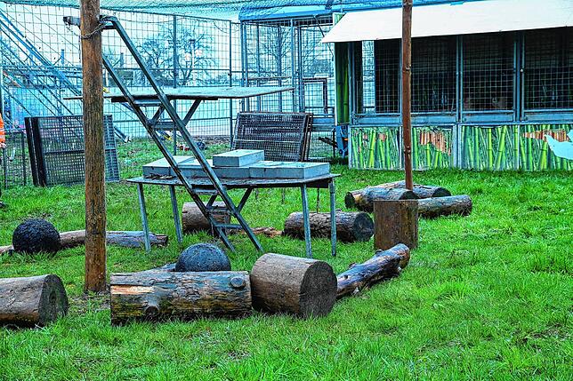 Die Raubtiere haben ein großes Freigehege, in das sie nach Lust und Laune selbst gehen können. Da es am Tag des Pressetermins regnet, ...