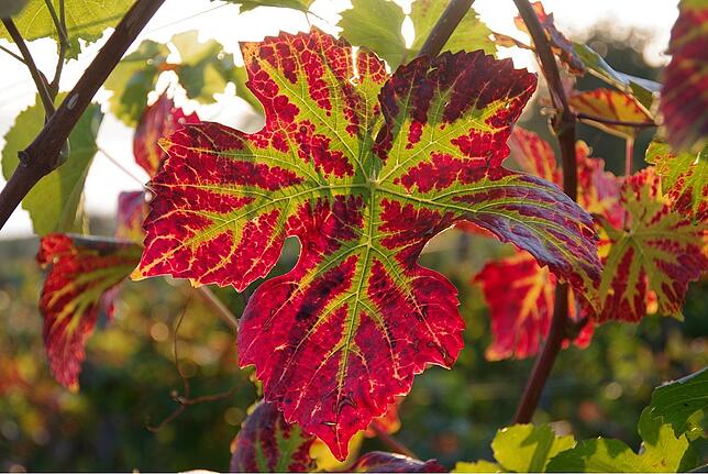 Bild 8: Leser geben Tipps: So gelingen schöne Herbstfotos mit der Kamera und dem Handy