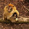 Eines der Berberaffen-Babys auf dem Affenberg Salem mit seiner Mutter.