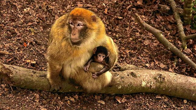 Eines der Berberaffen-Babys auf dem Affenberg Salem mit seiner Mutter.