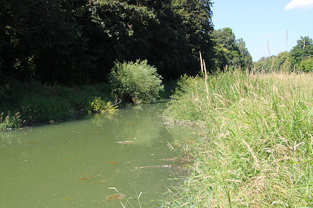 So sieht die Rotach derzeit aus. Das Ufer ist vielerorts zugewachsen. Der Fluss schwer zugänglich.