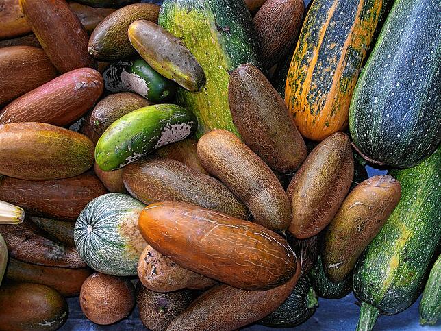 Zucchini gibt es in vielen Sorten schon seit langer Zeit. Wer experimenteiern will, der holt sich in Steigen Sorten, die kaum noch ...