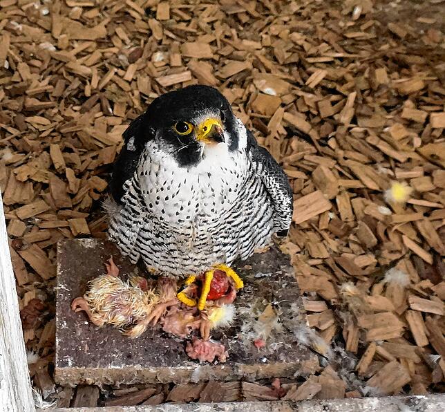 Im Wildgehege Waldshut werden verletzte Vögel &ndash; hier ein Wanderfalke &ndash; versorgt und wenn möglich gesund gepflegt, damit sie ...