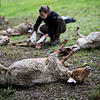 In Bad Wildbad starben im April über 40 Schafe bei einer Wolfsattacke.