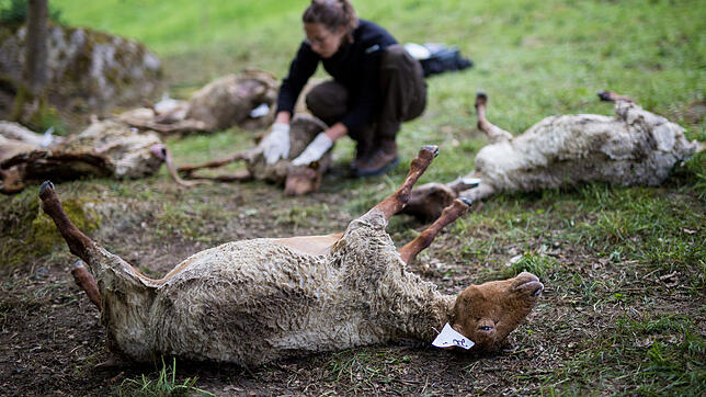 In Bad Wildbad starben im April über 40 Schafe bei einer Wolfsattacke.