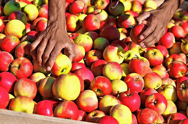 Ein Erntehelfer sortiert Äpfel auf einer Obstplantage. Angesichts der Corona-Ausbrüche bei Erntehelfern im niederbayerischen Mamming ...