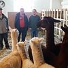 Drei Generationen auf einem Hof: Karlheinz, Harald und Simon Kiefer (von links) leben gemeinsam mit Alpakas, Kühen und Hühnern auf dem ...