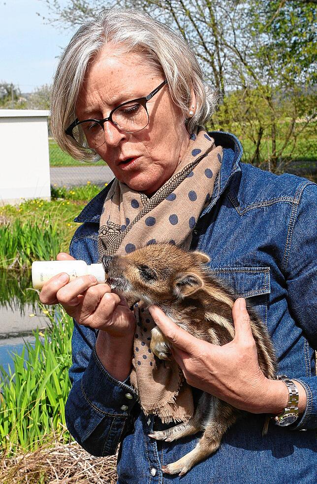 Martina Schleith vom Wild- und Freizeitpark Allensbach päppelt nebenher noch zwei Wildschwein-Ferkel auf.