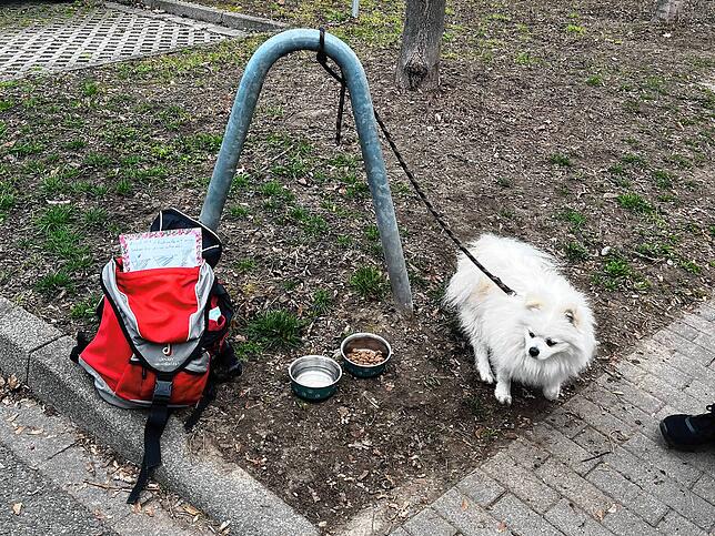 Mit Leine, Fressnapf und Rucksack wurde der kleine Spitz am 11. März 2025 im Konstanzer Stadtteil Paradies aufgefunden