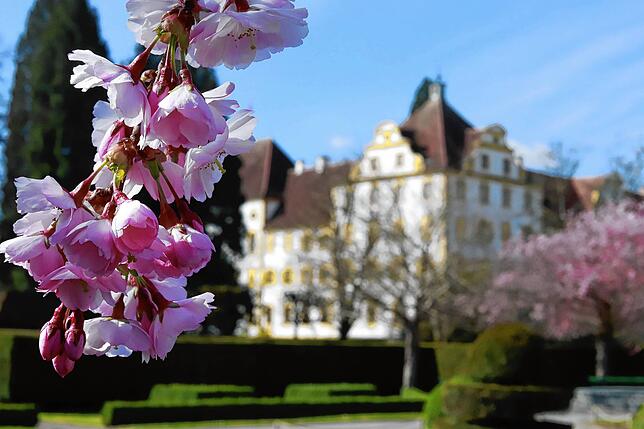 Japanische Kirschblüten blühen derzeit im Schlossgarten von Salem.