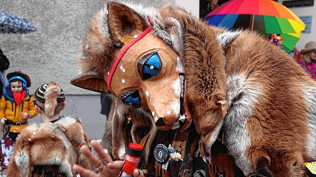 Ein Enzenbächle-Fuchs aus Binzgen.