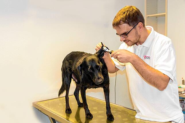 Tierarzt Andreas Thiele untersucht einen Hund in seiner Praxis.