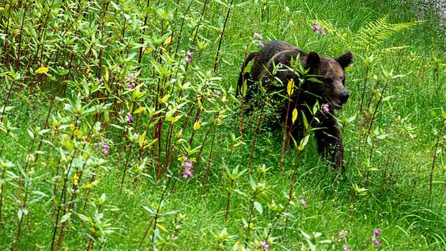 Die «Problembärin» Gaia erkundet das Gelände im Bärenpark Schwarzwald.