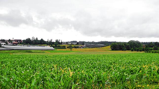 Unterhalb des Maisfelds im Vordergrund befindet sich das Niedermoorgebiet &bdquo;Alter Weiher &ndash; Riedgraben&ldquo;, das ökologisch ...