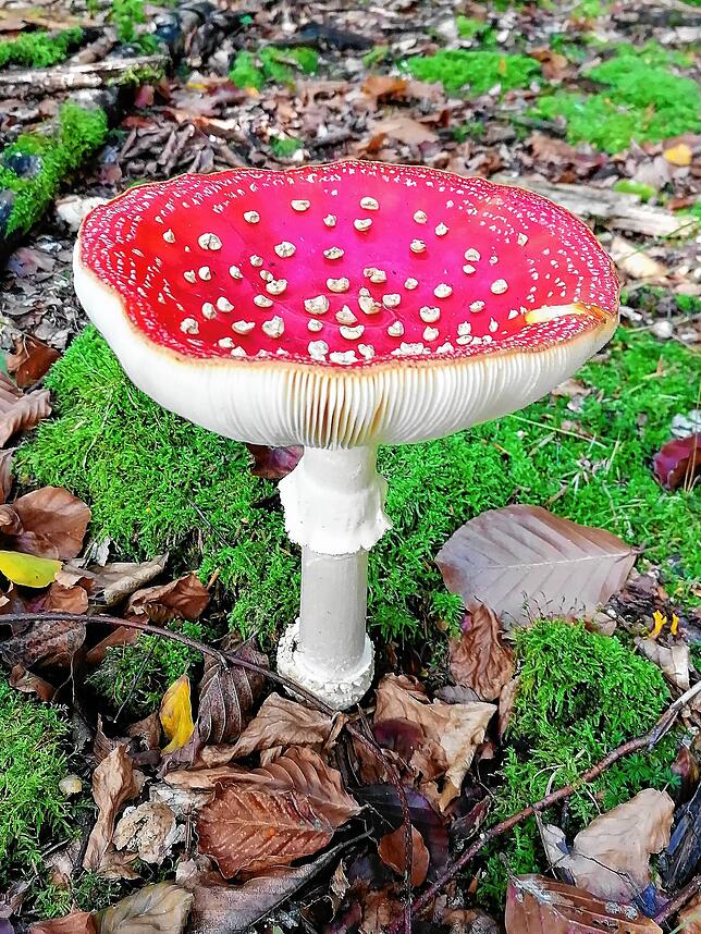 Der Fliegenpilz ist zumindest in optischer Hinsicht mit seinem roten Mantel und weißen Punkten ein echter Hingucker und einer der ...