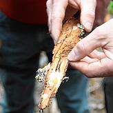 Wie sich der Borkenkäfer an einer Baumrinde zu schaffen macht, konnten die Stadträte bei der Exkursion im Neuhäuslewald sehen.