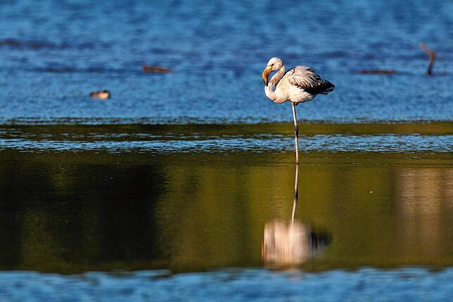 Die Wildvogelgruppe am Stausee besteht aus Rosaflamingo-Jungtieren.