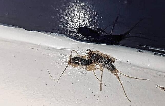 Vor allem bei feuchtwarmem Klima fühlen sich Silberfische wohl. Bei hoher Luftfeuchtigkeit entwickeln sich die Schädlinge am besten.