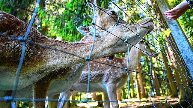 Futter für die Tiere &ndash; eine Beschäftigung, die vor allem Kinder begeistert. Doch oft sind die Futterautomaten am Wildgehege ...