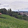 Idylle vor der Haustür: Das Motiv zeigt einen Blick über die Markdorfer Reblage Wangener Halde in Richtung Kernstadt mit dem Turm der ...
