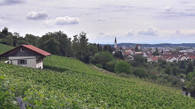 Idylle vor der Haustür: Das Motiv zeigt einen Blick über die Markdorfer Reblage Wangener Halde in Richtung Kernstadt mit dem Turm der ...