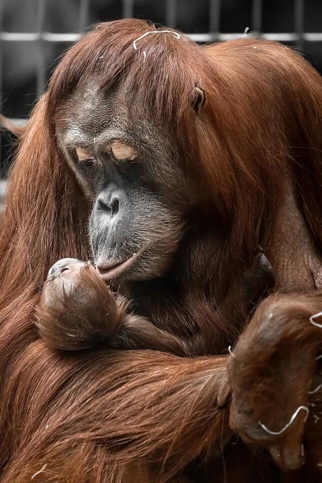 Küsschen für Utu: Orang-Utan-Mama Cahaya umsorgt ihre Tochter Utu.