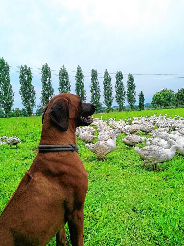 Neben 150 Gänsen lebt auch ein Rhodesian Ridgeback auf dem Auenhof.