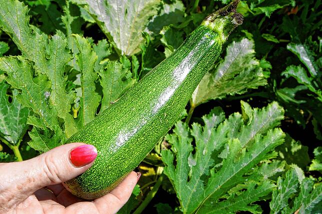 Zuletzt waren Zucchini rund 92 Prozent teurer als noch im Vorjahr.