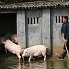 ARCHIV &ndash; 11.11.2012, China, Guanshan: Landwirt Huang Demin treibt in dem Dorf im Landkreis Ningxiang seine Schweine in den Stall.
