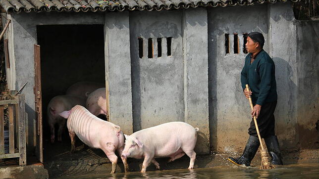 ARCHIV &ndash; 11.11.2012, China, Guanshan: Landwirt Huang Demin treibt in dem Dorf im Landkreis Ningxiang seine Schweine in den Stall.