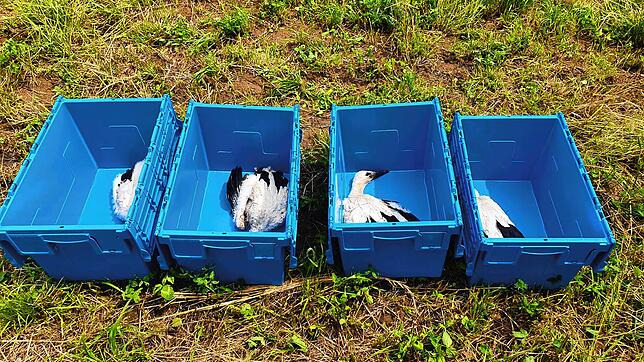 Rettungsaktion einer besonderen Art: Die Feuerwehr Daisendorf half am Mittwoch vier Jungstörchen nachdem deren Nest am Neuweiher ...