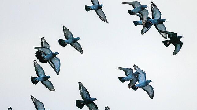 Laut Bestandsaufnahme leben in Singen mehr als 500 Tauben (Symbolbild). Seit Juli gibt es in Singen das erste Taubenhaus in der ...