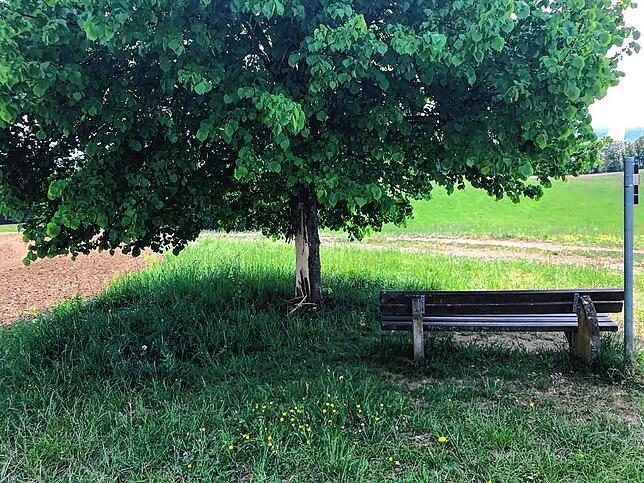 Linden sind besondere Bäume. Sie duften und werden oft dort gepflanzt, wo sie ihr Astwerk schützend ausbreiten sollen.