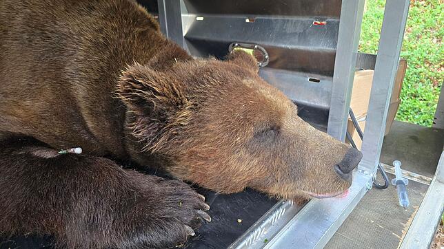 Wildbärin Gaia, hier betäubt vor der Reise, ist im Bärenpark angenommen - muss sich aber noch eingewöhnen.